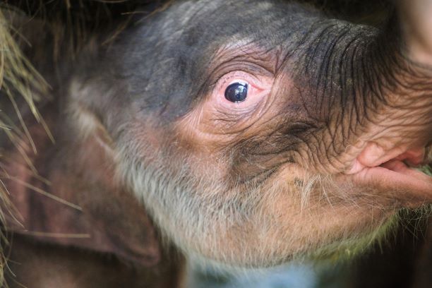 バリ島から嬉しいニュース タロ村のエレファントサファリパーク生まれ 赤ちゃん象の エイプリル ちゃんが4月1日に誕生しました バリ王