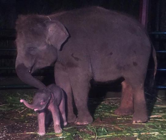 バリ島から嬉しいニュース タロ村のエレファントサファリパーク生まれ 赤ちゃん象の エイプリル ちゃんが4月1日に誕生しました バリ王