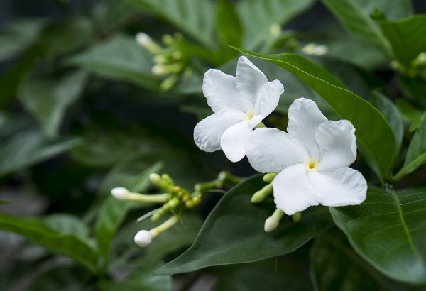 インドネシアの国花は３つもある バリ島 バリ王