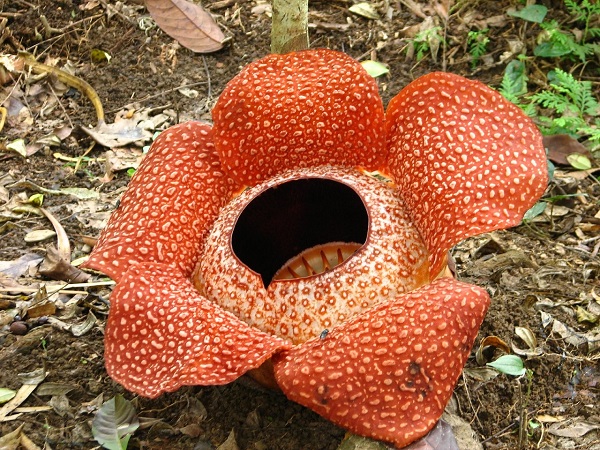 インドネシアの国花は３つもある バリ島 バリ王