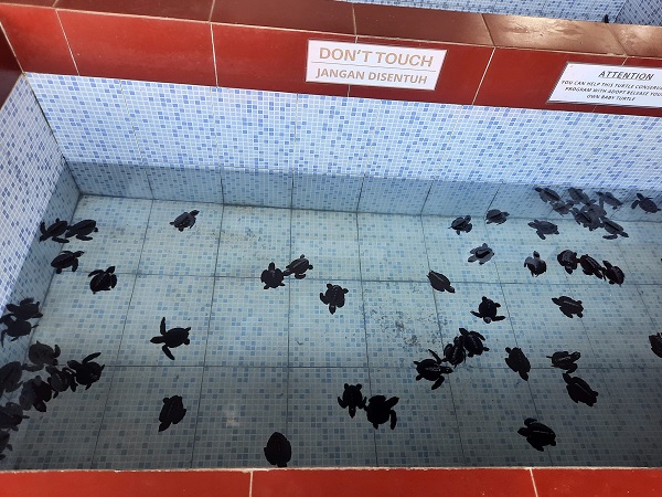 サヌールのビーチ沿いの散歩のついでに♪ ウミガメ保護センター バリ島