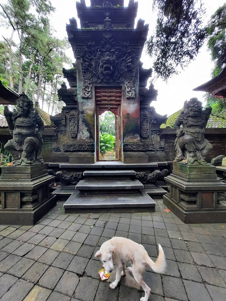犬.jpg