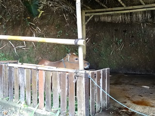 マンダパ、ア・リッツカールトンリザーブ　キッズクラブ併設の牛小屋とマンダ（牛の名前）