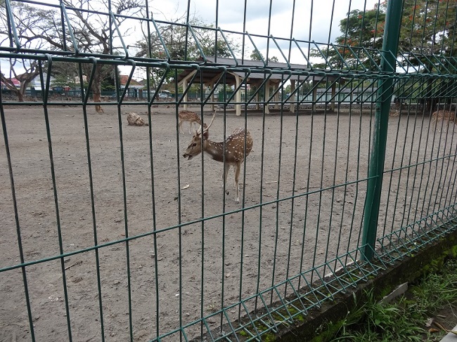 プランバナン遺跡観光 鹿が飼育されている場所