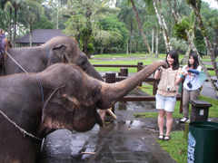バリ島象の画像