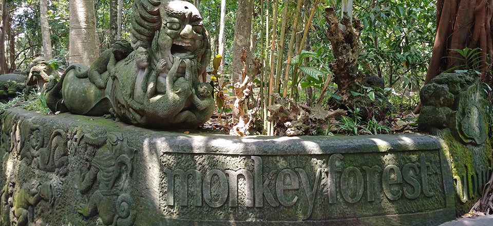 モンキーフォレスト