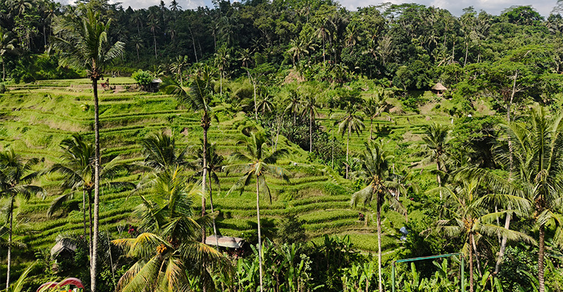 テガラランのライステラス