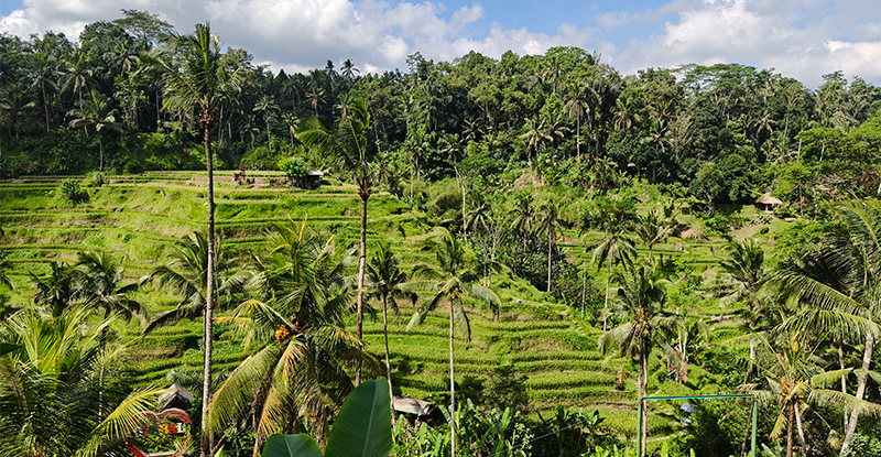 テガラランのライステラス