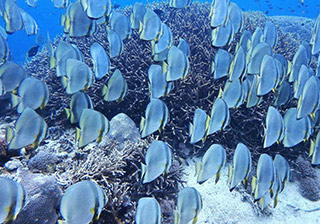 *�����{���K����DE�}���O���[�u���V���m�[�P�����O�@���Ώ۔N��4�ˁ`74�˂̉摜2