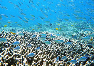 *�����{���K����DE�}���O���[�u���V���m�[�P�����O�@���Ώ۔N��4�ˁ`74�˂̉摜3