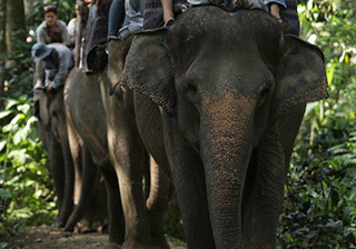 *�G���t�@���g�T�t�@�����C�h�i�ۂɏ��܂��j���Ώ۔N�� 1�ˁ`75�˂̉摜1